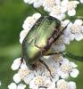 Cetonia aurata